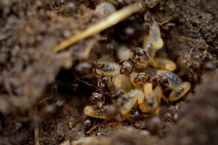 Ants close-up