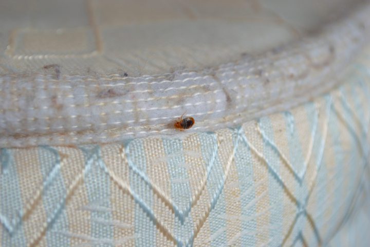 Bed bug on fabric