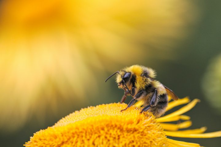 Bee on a flower
