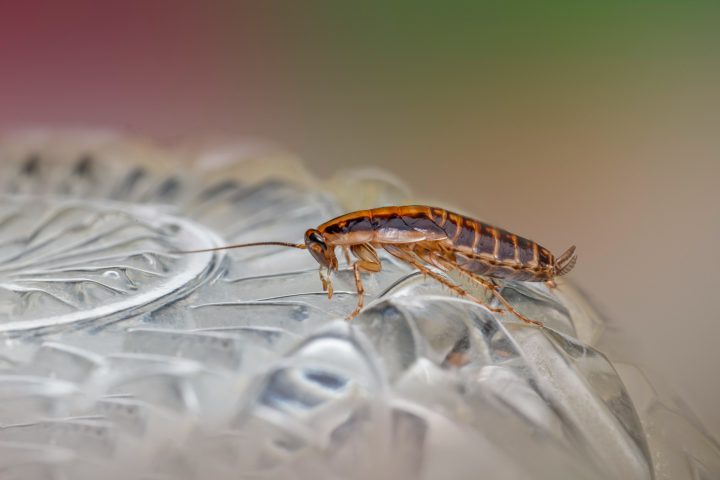 Cockroach close-up