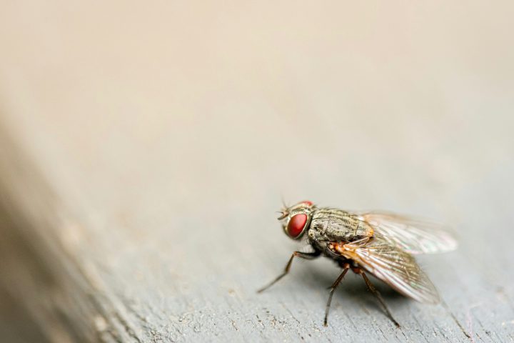 House fly close-up