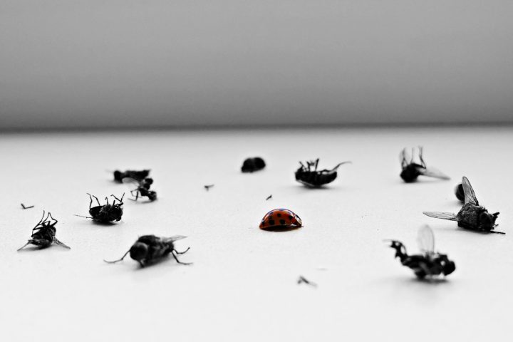 General pest control in Karachi
