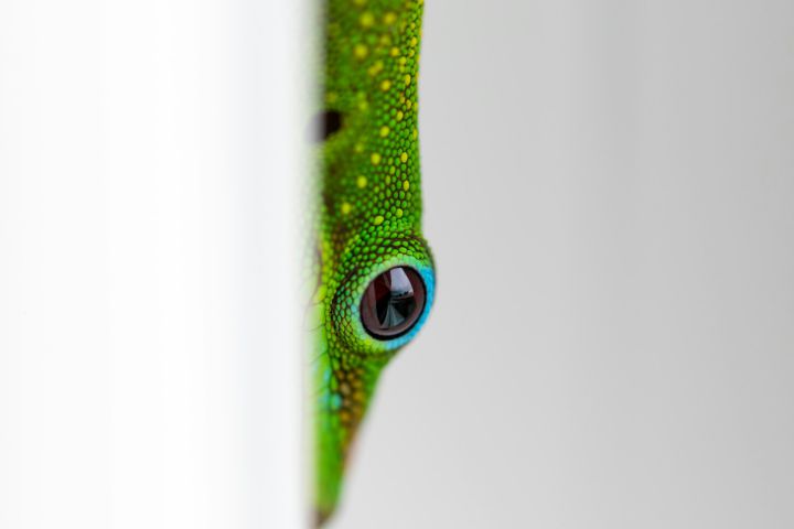 House lizard gecko on wall