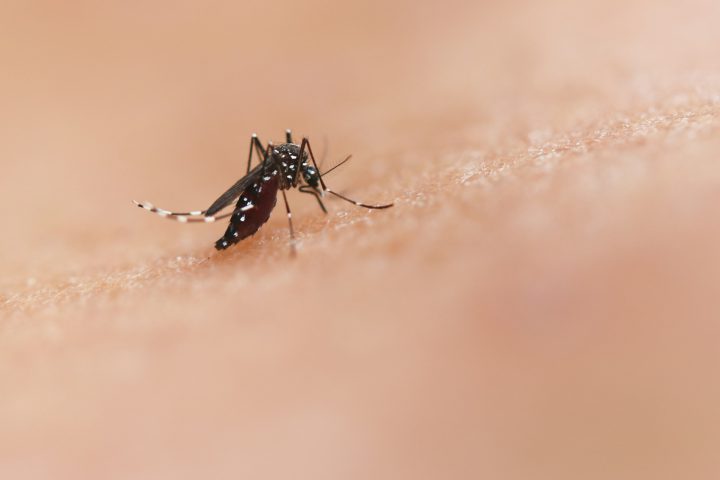 Mosquito close-up