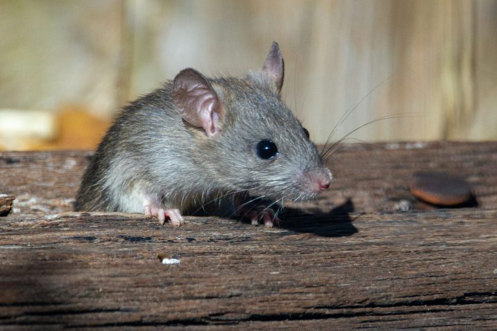 Rat / rodent