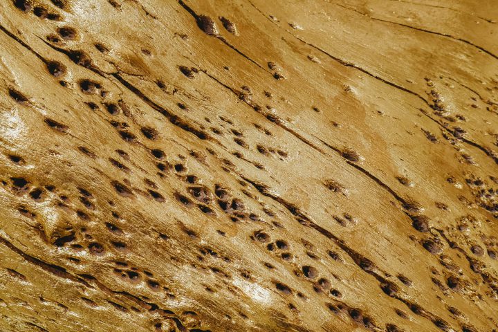 Termite-damaged wood